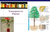 Chapter 36 - Plant Transport