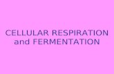 Cellular Respiration Bio2
