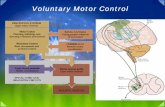 05b motor system upper motor neuron