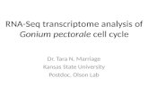 RNA-Seq transcriptome analysis of Gonium pectorale cell cycle