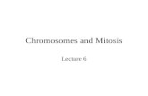 Molbiol 2011-07-chromosomes-cell-cycle