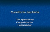 Bohomolets Microbiology Lecture #22