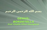 Lecture 23 Bordetella