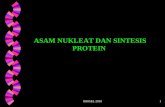 Asam nukleat-sintesis-protein-edit