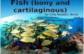 Fishes boris veli lilly 10-8