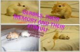 Gerbils memory stimuli