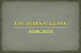Adrenal gland lecture