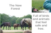 The new forest