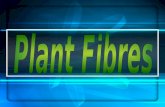 Plant fibres