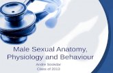 Male sexual anatomy, physiology and behaviour