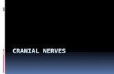 Cranial nerves by DR.ARSHAD