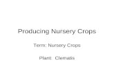 Producing nursery crops