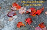 Fall colors from new england (nx power lite)