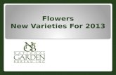 2013 National Garden Bureau Member's New Varieties-flowers