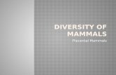 Diversity Of Mammals   Placental Mammals