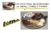 mushroom culture