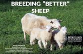 Breeding better sheep