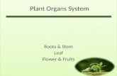 Plant organs system