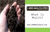 What Is Mulch?