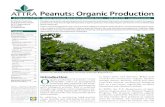 Peanuts: Organic Production