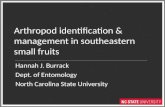 Arthropod Identification and Management in Southeastern Small Fruits