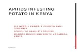 Sess11 4 were h.k., kabira j., olubayo f & torrance l – aphids infesting potatoes in kenya