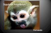 Fernando - Squirrel monkeys