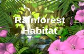 Rainforest habitat