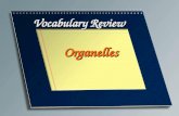 Vocabulary review organelles