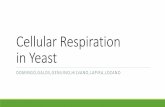 Exercise 14 - Cellular Respiration in Yeast