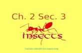 7th Grade Ch. 2 Sec. 3 Insects