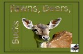 Fawns, Deers, Bucks
