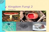 Kingdom fungi 2
