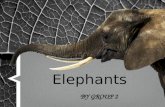 Report elephants