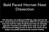 Bald Faced Hornet