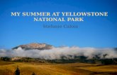 My summer at yellowstone national park