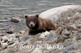 Bears in Alaska.
