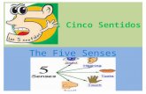 Los cinco sentidos