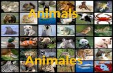 Animales terrestres y marinos bilingue