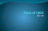 Flora Of Lbcc