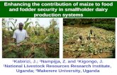 Enhancing the contribution of maize to food and fodder security in smallholder dairy production systems by dr. jolly kabirizi