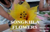 Songkhla Flowers