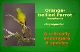 Unit 3: Orange Bellied Parrot