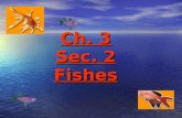 7th Grade Ch. 3 Sec. 2 Fishes