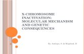X chromosome inactivation ambaye, s. & mujahed, h.