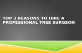 Top 3 Reasons to Hire a Professional Tree Surgeon