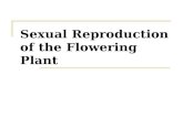 Sexual reproduction  in plants