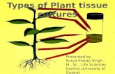 Plant tissue culture.rrrr sssss
