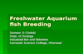 Aquarium fish breeding