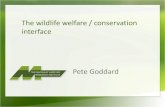 The Wildlife Welfare/Conservation Interface: ACES seminar by Pete Goddard